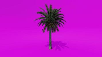 arbre animation palmier dattes rose fond vert chroma key video