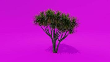 Tree Animation Palm Cabbage Pink Green Screen Chroma key video