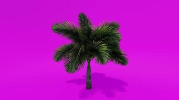 boom animatie palm vossestaart roze groen scherm chroma sleutel video