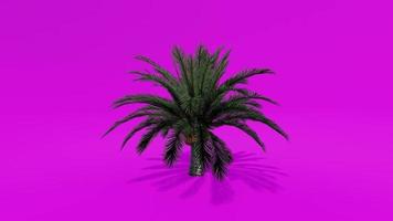 Tree Animation Palm Dates Pink Green Screen Chroma key video