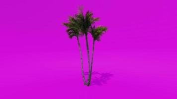 Tree Animation Palm Alexandra Tree Pink Green Screen Chroma key video