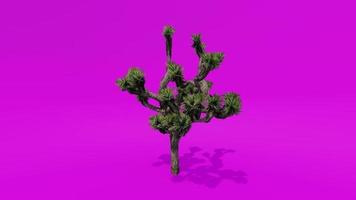 boom animatie palm Joshua boom roze groen scherm chroma sleutel video