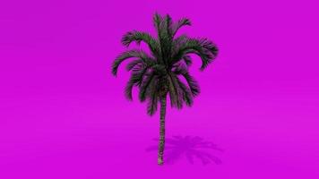 árvore animação palma tâmaras tela verde rosa chroma key video