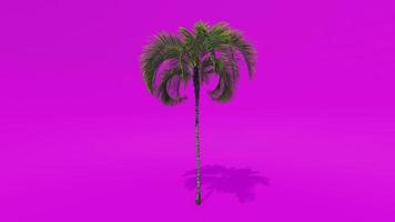 boom animatie palm gekruld boom roze groen scherm chroma sleutel video