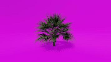 animação de árvore palma árvore de leque chinesa tela verde rosa chroma key video