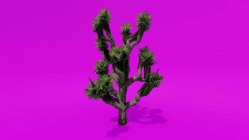 baumanimation palme joshua tree rosa grüner bildschirm chroma key video