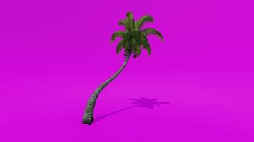 Tree Animation Palm Coconut Tree Pink Green Screen Chroma key video