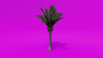 Tree Animation Palm Dates Pink Green Screen Chroma key video