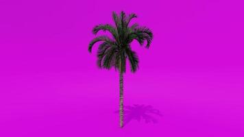 Tree Animation Palm Dates Pink Green Screen Chroma key video