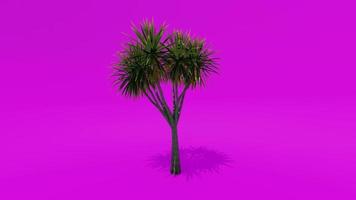 boom animatie palm kool roze groen scherm chroma sleutel video