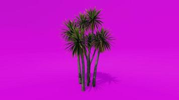 Tree Animation Palm Cabbage Pink Green Screen Chroma key video