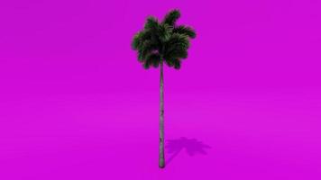 boom animatie palm vossestaart roze groen scherm chroma sleutel video