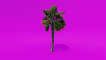 baumanimation palme palmetto rosa grüner bildschirm chroma key video
