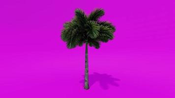 Tree Animation Palm Foxtail Pink Green Screen Chroma key video