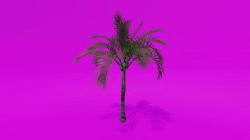 árvore animação palmeira alexandra árvore tela verde rosa chroma key video