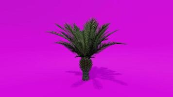 Tree Animation Palm Chinese Fan Tree Pink Green Screen Chroma key video