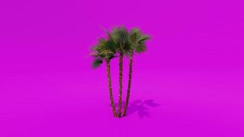 boom animatie palm paurotis roze groen scherm chroma sleutel video