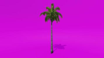 träd animering handflatan kokos träd rosa grön skärm krom nyckel video