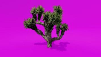 Tree Animation Palm Joshua Tree Pink Green Screen Chroma key video