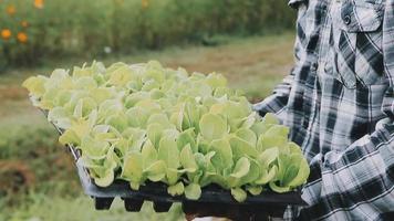 female farmer working early on farm holding wood basket of fresh vegetables and tablet video