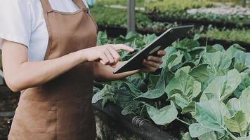 female farmer working early on farm holding wood basket of fresh vegetables and tablet video