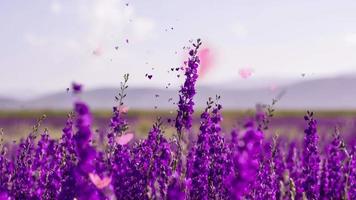 Lavendel lila Blüten video