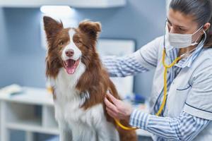 perro border collie marrón durante la visita al veterinario foto