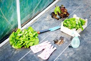 Tools and lettuce in greenhouse during work photo