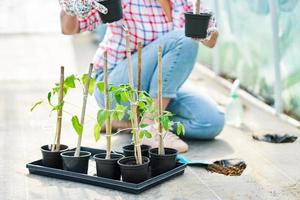 Young woman gardener working with tomatos in greenhouse photo