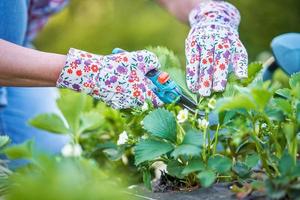 mujer joven en el jardín trabajando en fresa archivada foto