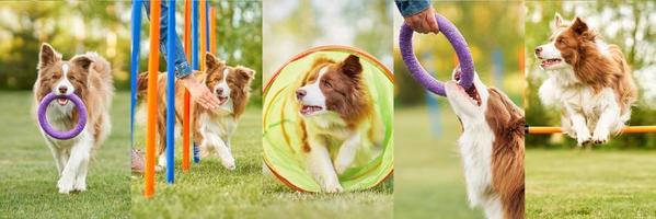 Beautiful image collage of Chocolate White Border Collie with woman owner photo