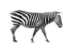Zebra on white photo