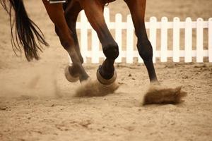 primer plano de caballo al galope foto