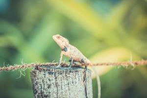 lagarto de jardín oriental o lagarto cambiable calotes versicolor perezoso acostado en el tronco del árbol con fondo borroso de naturaleza verde. foto