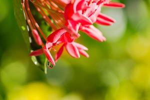Pink exotic flower petals with water drop closeup. Macro photography of tropical flower petals with dew drops on blurred foliage photo