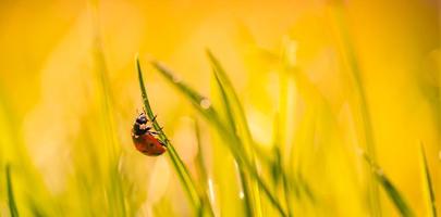 Beautiful nature background with morning fresh grass and ladybug. Grass and spring summer meadow with droplets of dew and sun rays, close-up or macro nature. Inspirational nature background photo