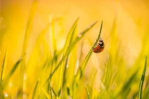 Beautiful nature background with morning fresh grass and ladybug. Grass and spring summer meadow with droplets of dew and sun rays, close-up or macro nature. Inspirational nature background photo