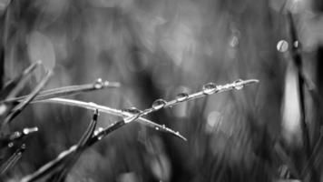 Abstract natural background. Fresh spring grass with drops on natural defocused light green background. Black and white, abstract spring summer nature concept photo