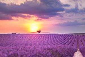 Wonderful scenery, view of French lavender field at sunset. Sunset over a violet lavender field in Provence, France, Valensole. Summer nature landscape