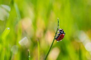 Beautiful nature background with morning fresh grass and ladybug. Grass and spring summer meadow with droplets of dew and sun rays, close-up or macro nature. Inspirational nature background photo
