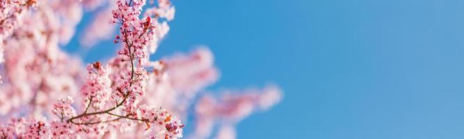 borde de primavera o arte de fondo con flor rosa. hermosa escena natural con árboles florecientes y destellos solares. día soleado, maravillosa plantilla de banner de primavera foto