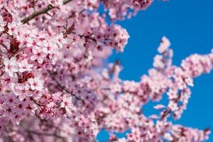 Abstract floral backdrop of purple flowers over pastel colors with soft style for spring or summer time. Nature banner springtime background with copy space. Beautiful inspirational colorful nature photo