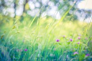 Beautiful floral closeup ecology nature landscape with meadow and wild flowers. Wonderful nature landscape, spring summer flowers abstract grass background. Soft morning light, bright seasonal scenery photo