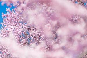 Abstract floral backdrop of purple flowers over pastel colors with soft style for spring or summer time. Nature banner springtime background with copy space. Beautiful inspirational colorful nature photo