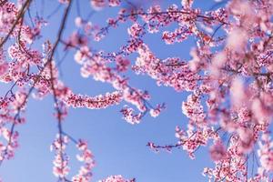 Abstract floral backdrop of purple flowers over pastel colors with soft style for spring or summer time. Nature banner springtime background with copy space. Beautiful inspirational colorful nature photo