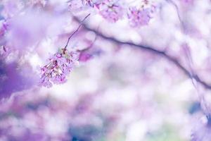 Spring border or background art with pink blossom. Beautiful nature scene with blooming tree and sun flare. Sunny day and spring flowers. Beautiful orchard abstract blurred background. Springtime photo