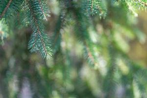 Closeup of green pine branches on blurred natural background. Evergreen forest, trees