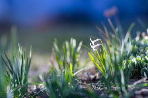 Closeup sunset spring flowers, snowdrops in garden, sunlight, rays with blurred background. Beautiful springtime photo. photo