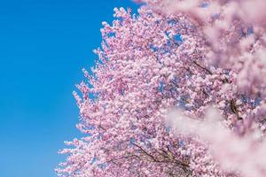 Abstract floral backdrop of purple flowers over pastel colors with soft style for spring or summer time. Nature banner springtime background with copy space. Beautiful inspirational colorful nature photo