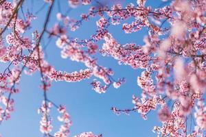 Abstract floral backdrop of purple flowers over pastel colors with soft style for spring or summer time. Nature banner springtime background with copy space. Beautiful inspirational colorful nature photo